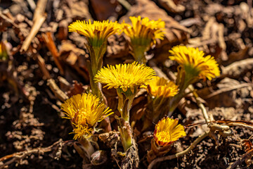 Coltsfoot flowers in the forest	