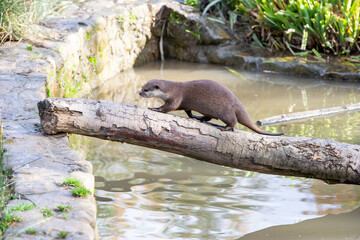 An otter (a Asian Short Clawed otter) climbing a log on water
