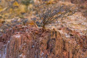 Thyme plant growing on a rock in a mineral environment in Provence