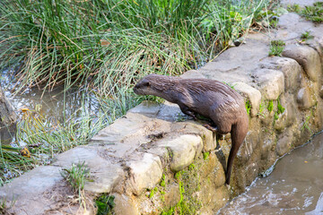 Otters (Asian Short Clawed otter) in water at Washington Wetland Centre
