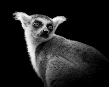 Portrait of a ringtailed lemur looking over its shoulder in a black and white image © Elles Rijsdijk