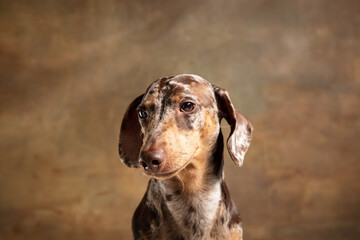 Cute puppy of Dachshund dog posing isolated over brown background