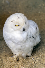 Obraz premium Snowy Owl (Bubo scandiacus)