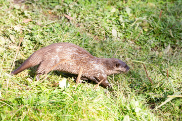 Otters (Asian Short Clawed otter) walking on green grass