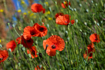 Red poppies on a green background.