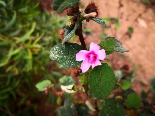 pink Urena lobata flower blooming in wild field