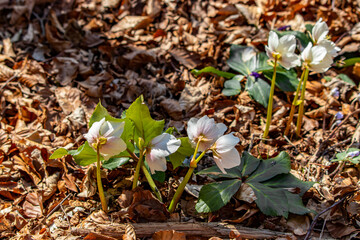Hellebores growing in the forest