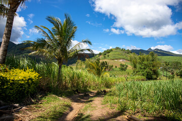 Green tropical landscape with mountains and rural land. Philippine countryside panorama. Coco palm tree near rustic path in corn fields. Sunny day in tropical island. South Asia countryside.