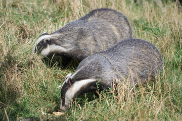 Naklejka premium European Badger (Meles meles)