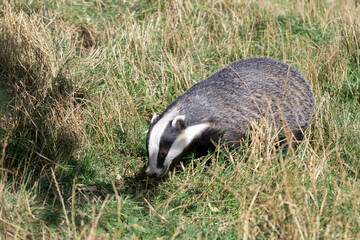 European Badger (Meles meles)