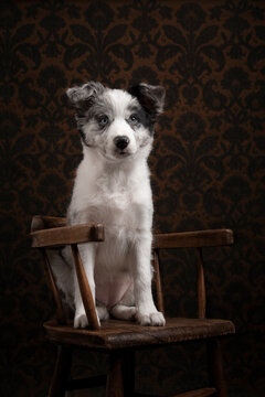 Young border collie puppy looking away sitting on a brown wooden chair on a classic still life wallpaper background in a vertical image