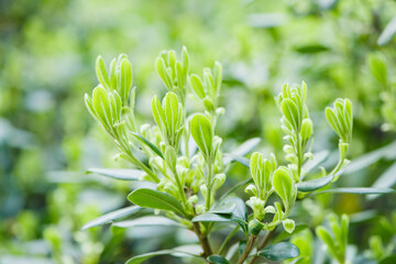 plant bud in spring,green sprout growing
