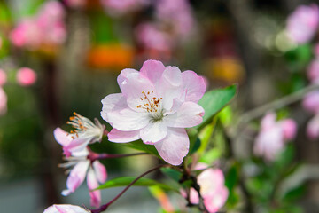 Obraz na płótnie Canvas Spring, pink Crabapple blossom tree