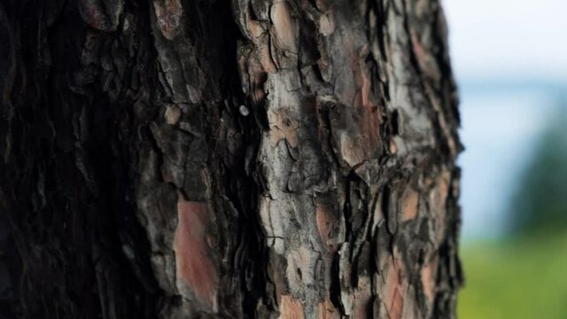 Close up of tree trunk with bark,copy space, eco concept. 