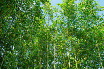 Background material of green bamboo forest