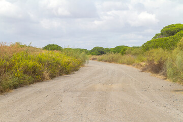 Camino o Road en el Paraje Natural Marismas del Río Piedras y Flecha del Rompido, municipio de Cartaya, provincia de Huelva, comunidad autonoma de Andalucia, pais de España