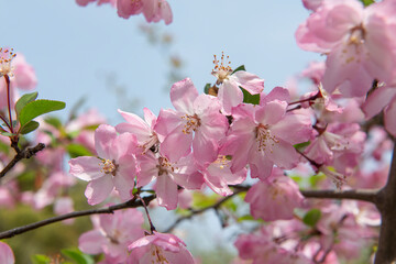 Fototapeta na wymiar Spring, pink Crabapple blossom tree