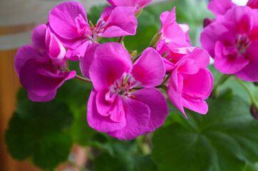 Fototapeta na wymiar Blooming bush of geranium on the windowsill, bright and beautiful bunch of pink flowers with green leaves.Floral and botanical background