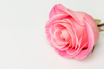 Fototapeta na wymiar Pink rose flower on a white background. Romance and tenderness. Close-up. Space for text.