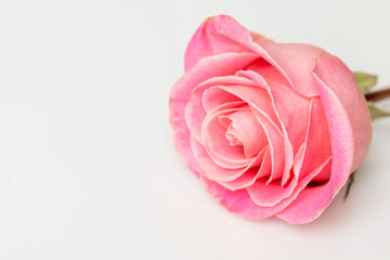 Pink rose flower on a white background. Romance and tenderness. Close-up. Space for text.