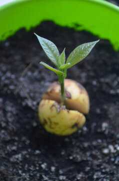 Avocado sprout macro picture. Growing plants in pot at home, houseplants, small seed and a tiny sprout. 