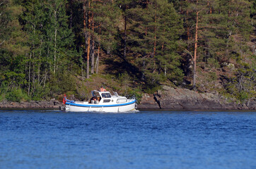 Fototapeta premium Forest on a summer day in Central Norway