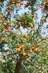 Fresh bunches of ripe tangerin hanging with greenery orchard background