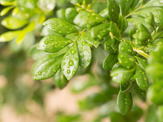 Plant with raindrops
