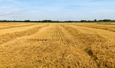 Wheat field after reaping in summer, Beverley, Yorkshire, UK.