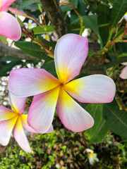 Hermosos colores de esta flor en un jardín.