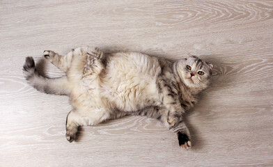 A fluffy blonde cat lies with its belly upwards on a light wooden floor. Scottish fold cat