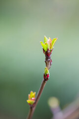 tree bud in spring,green sprout growing