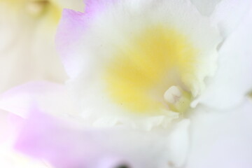 Obraz na płótnie Canvas close up of a flower