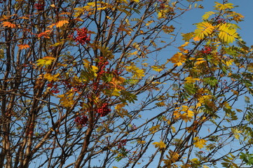 Tall red rowan tree with many berries. A tree with bright rowan berries. Autumn foliage of a tree with red berries. Wallpaper.