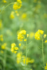Rape seed flowers in field springtime