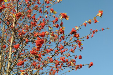 Tall red rowan tree with many berries. A tree with bright rowan berries. Autumn foliage of a tree with red berries. Wallpaper.