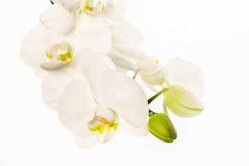 White Closeup Phalenopsis on white background