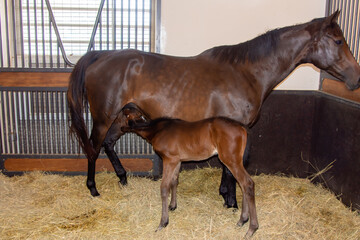 Side view of a young foal nursing in a stable stall