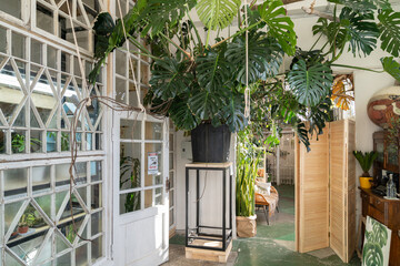 Urban jungle, love for plants concept. Interior of cozy home garden with huge fresh green monstera houseplant. Sunlight.  © DimaBerlin