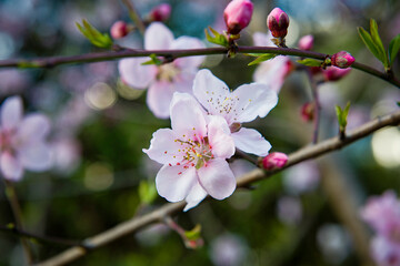 Fototapeta na wymiar Close-up of pink peach flower. Peach blossom.