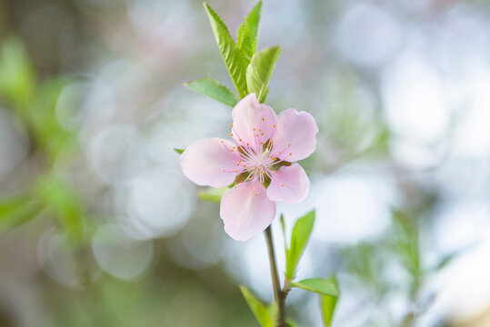 Close-up of a pink peach flower. Peach blossom.