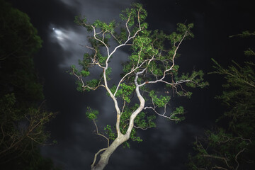 A tall lemon-scented gum tree (Corymbia citriodora) and its white bark and trunk illuminated at night in the Daintree Rainforest, Queensland, Australia.