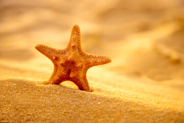 Sea  starfish lie on the golden beach sand.