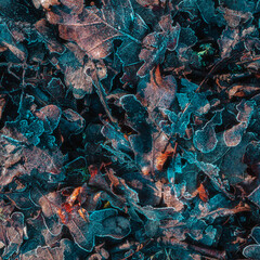 Decaying leaves on the forest floor covered with frost and lit by morning light.Flat layout nature abstract.Texture, background, wallpaper.Fine art photograph perfect for print.
