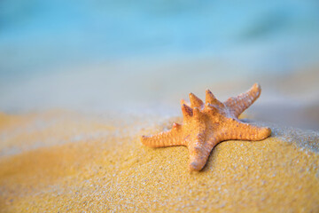 Fototapeta na wymiar Sea starfish lie on the golden beach sand.