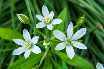 Obraz na płótnie Canvas Spring floral alley. Flowers star of Bethlehem or Grass Lily or nap-at-noon, or eleven-o'clock lady (Latin: Ornithogalum umbellatum) in garden, close-up. Selective focus. Soft blurry background.