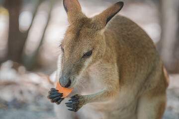 Close-up wildlife portrait of an Eastern Grey Kangaroo (Macropus giganteus) feeding on a piece of fruit in Queensland, Australia.