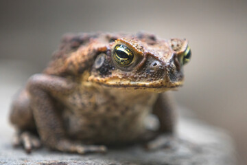 Close-up detail of a grumpy looking cane toad or giant neotropical toad (Rhinella marina) on a rock in the Daintree Rainforest, Queensland, Australia.