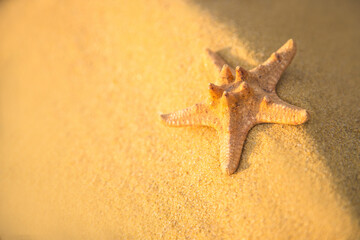Sea shells and starfish lie on the golden beach sand.