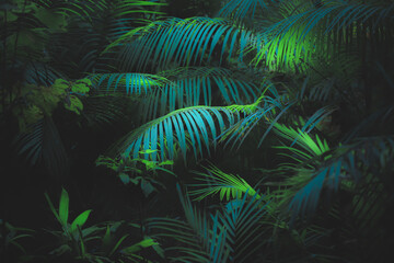 Lush, green tropical parlour palm (Chamaedorea elegans) or neanthe bella palm leaves in the Daintree Rainforest in Queensland Australia catch dappled sunlight (photosynthesis).